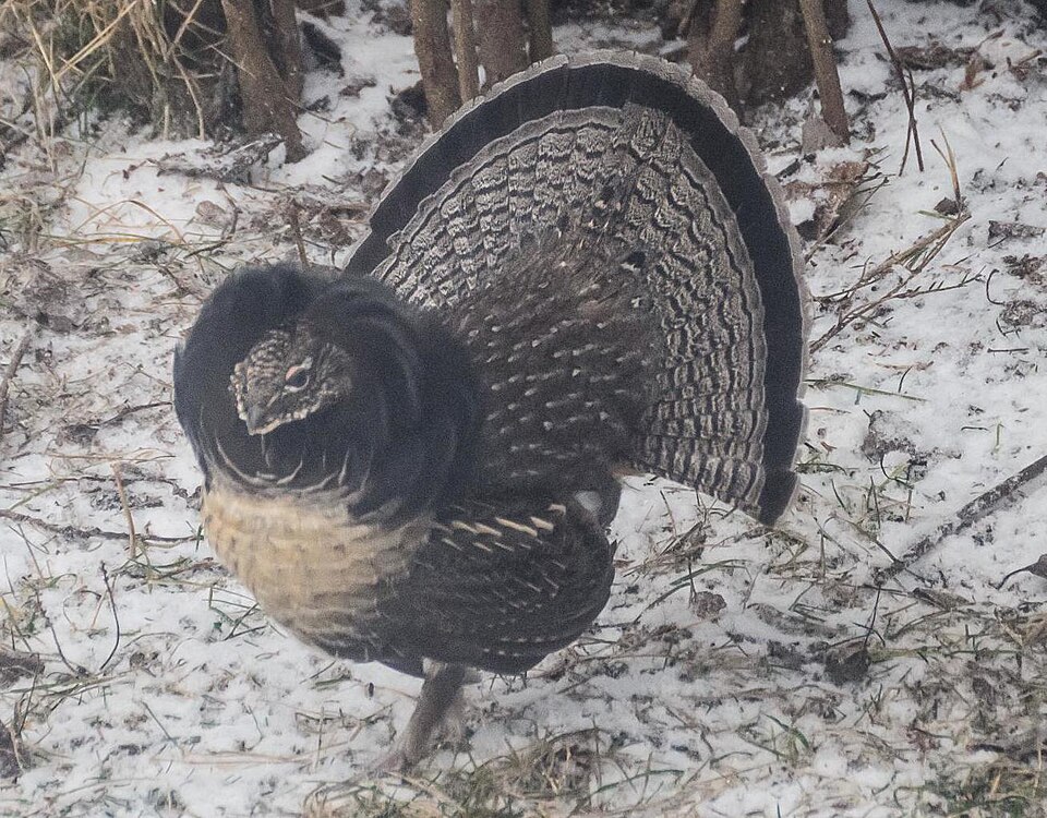 Ruffed Grouse, the state bird of Pennsylvania